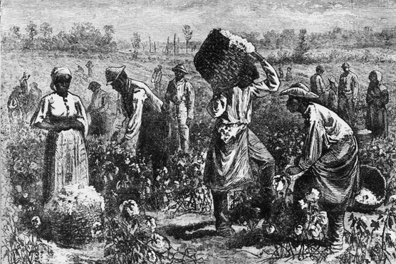 An illustration of slaves picking cotton on a plantation. (Photo by Hulton Archive/Getty Images)